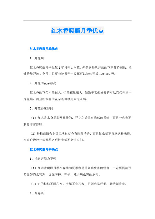红木香爬藤月季优点