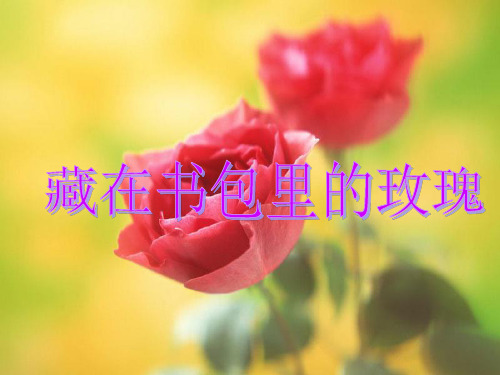 藏在书包里的玫瑰