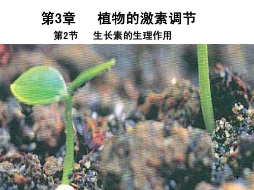 生长素的生理作用