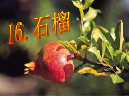 16石榴第一课时