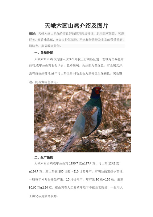 天峨六画山鸡介绍及图片