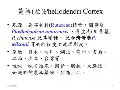 医学文库网-黄蘖(柏)Phellodendri Cortex