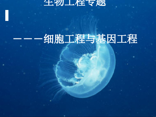 中考生物工程专题：细胞工程与基因工程PPT课件 人教版