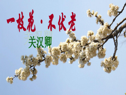 一枝花_不伏老