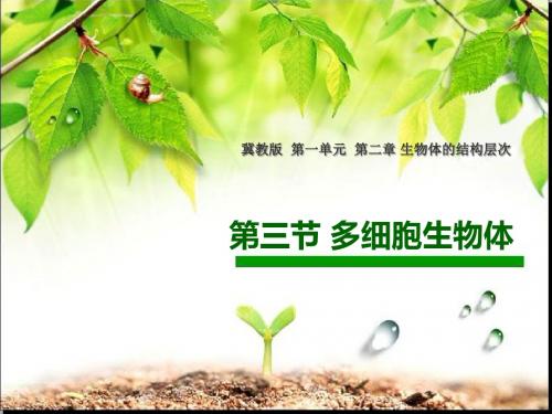 冀少版七上生物 2.3多细胞生物体 课件  (共22张PPT)