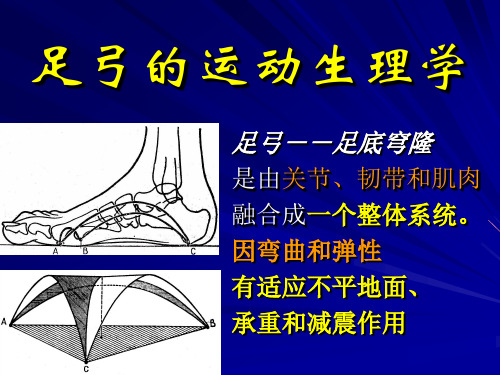 足弓的运动生理学