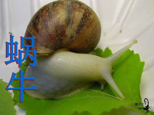 七年级科学蜗牛1(2019年9月整理)