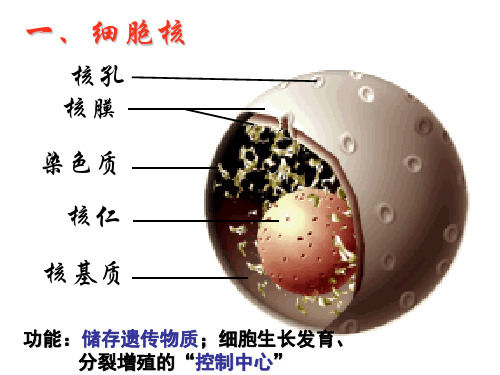 【高中生物】生命的结构基础ppt