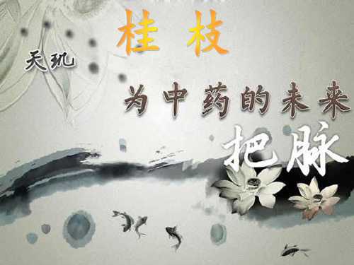 桂枝 -