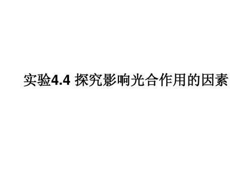探究影响光合作用的因素