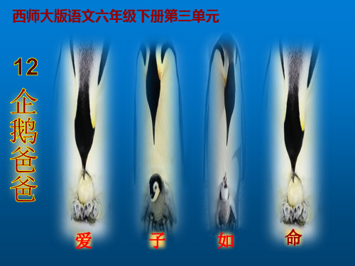 西师大版小学六年级语文下册第10课《企鹅爸爸PPT课件》