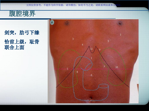 局部解剖学腹部课件