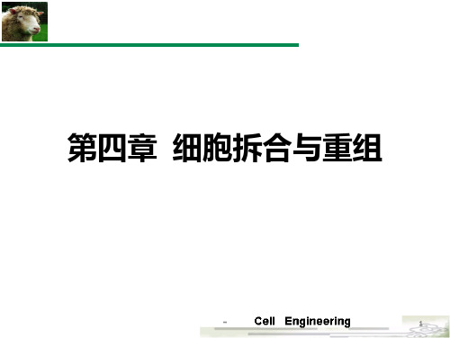 第4章-细胞拆合与重组-1PPT课件