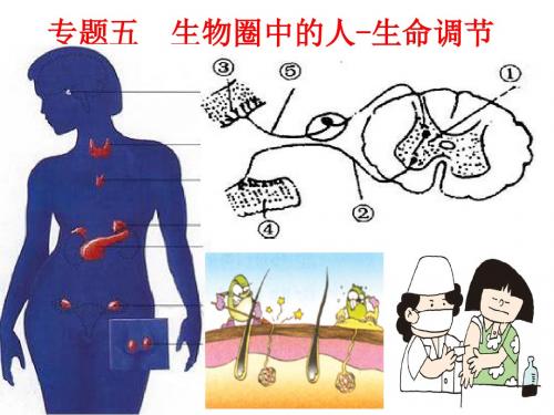 中学联盟山东郓城县随官屯镇初级中学2018届中考生物复习课件：专题五生物圈中的人-生命调节1