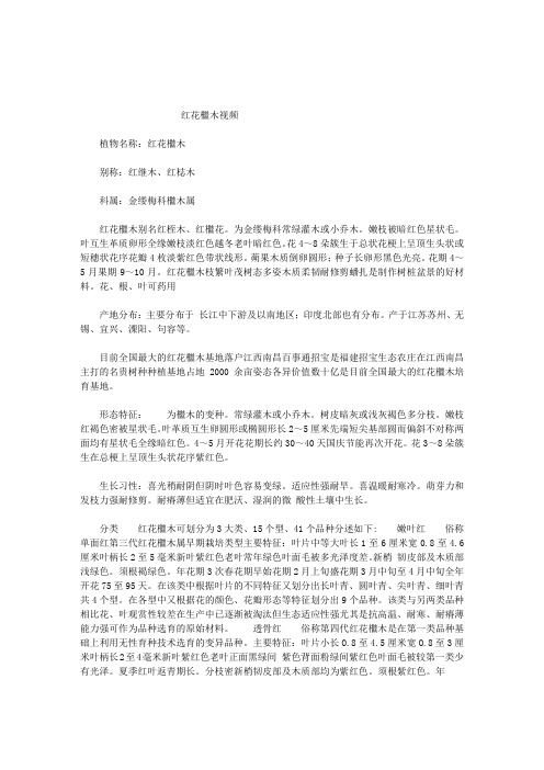 红花檵木