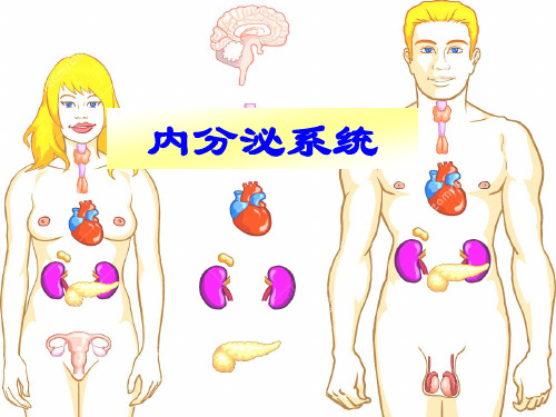 生理学：内分泌系统
