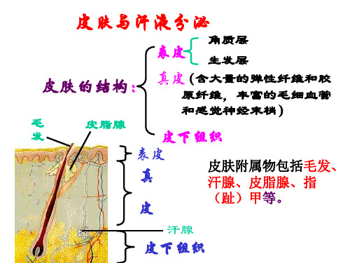皮肤与汗液分泌