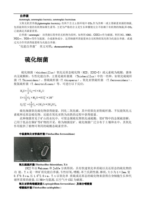 微生物冶金中的自养菌的资料