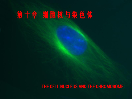 《细胞生物学》100 细胞核与染色体