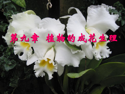 第九章-植物的成花生理