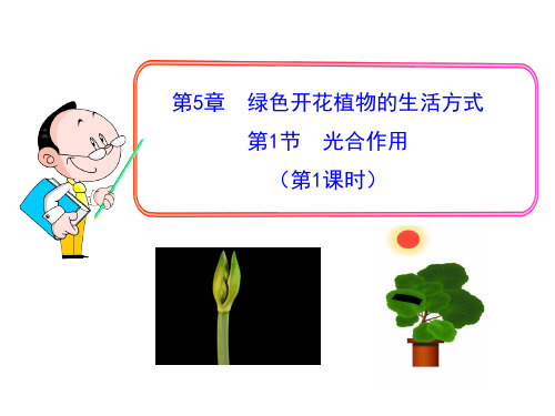 光合作用(第1课时)课件  北师大版生物七年级上册