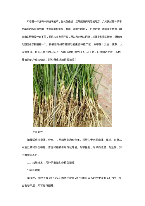 亳州知母苗什么价格如何栽培
