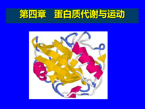 蛋白质代谢与运动.ppt