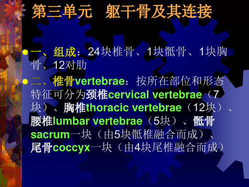 第三单元-躯干骨-颅骨及其连接