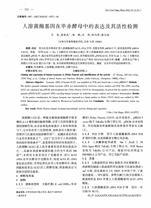 人溶菌酶基因在毕赤酵母中的表达及其活性检测