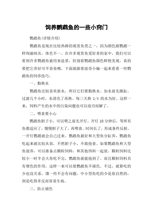 饲养鹦鹉鱼的一些小窍门