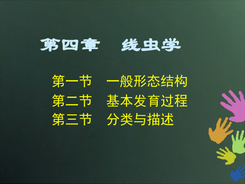 04线虫学1