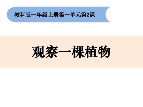 (完整)一级上册科学课件观察一棵植物 教科版精品PPT资料精品PPT资料