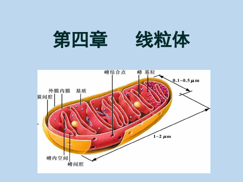 04章 线粒体