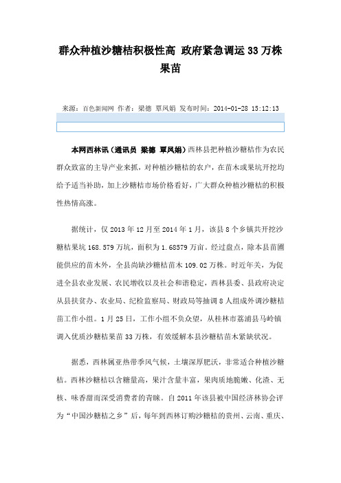 西林沙糖桔