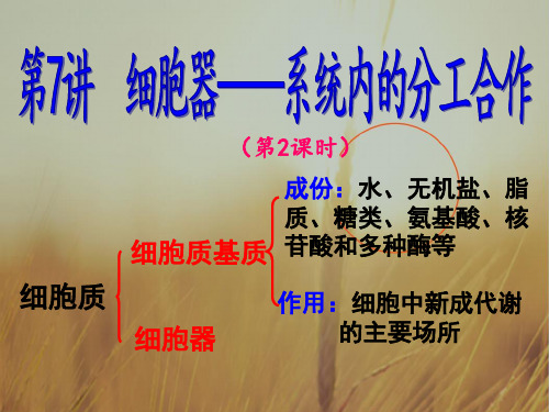 原创一轮复习2-7细胞器第二课时(