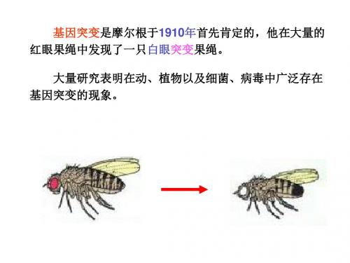 第10章  基因突变