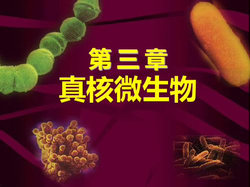 环境微生物工程-和污水处理相关-第三章真核微生物PPT课件