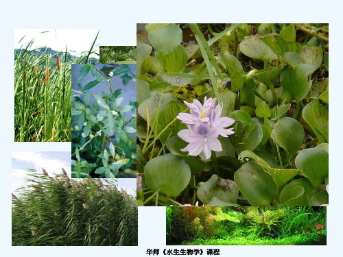 水生维管束植物