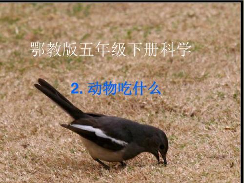 鄂教版五下科学-2、动物吃什么