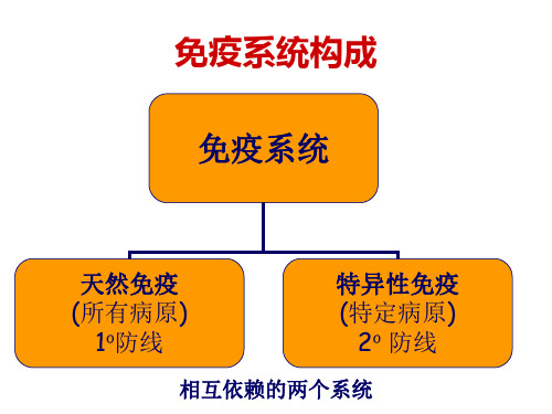 医学免疫学：耐受 14