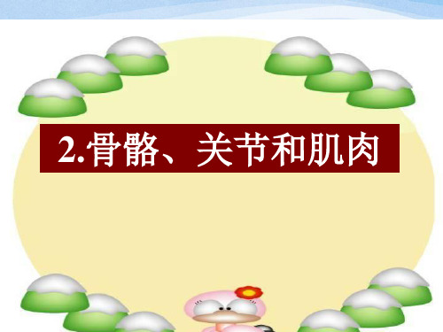 四年级上册科学-骨骼、关节和肌肉 教科版
