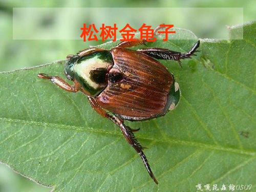 16 松树金龟子  主课件