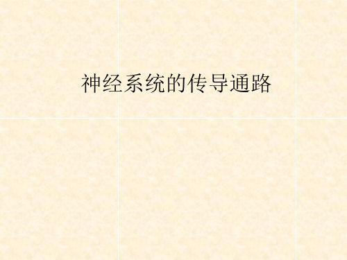 系统解剖学课件：传导路(2016-12-19)2