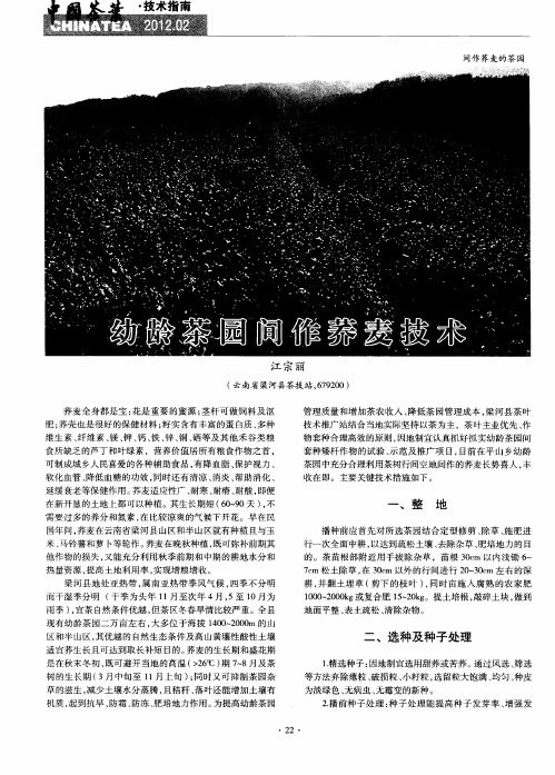 幼龄茶园间作荞麦技术
