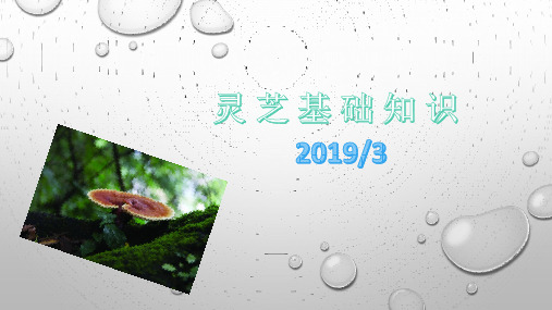灵芝基础知识