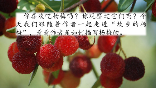 人教部编版语文三年级上册《习作例文：我爱故乡的杨梅》ppt课件