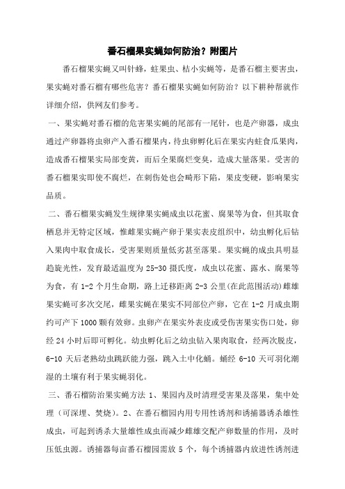 番石榴果实蝇如何防治？附图片