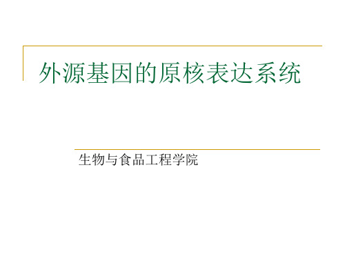 真核表达系统