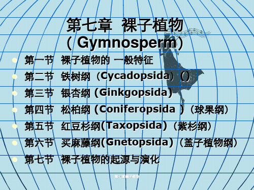 第七章裸子植物