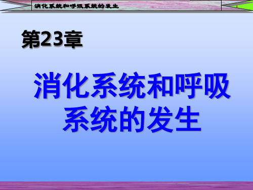 消化系统和呼吸系统的发生精品PPT课件